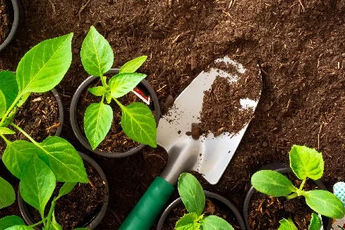 Blumentopferde auf Erde mit Handschuh und Schaufel